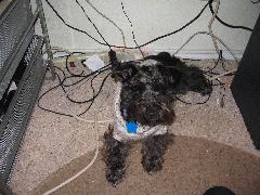 Mimi 1.JPG Mimi 1.JPG